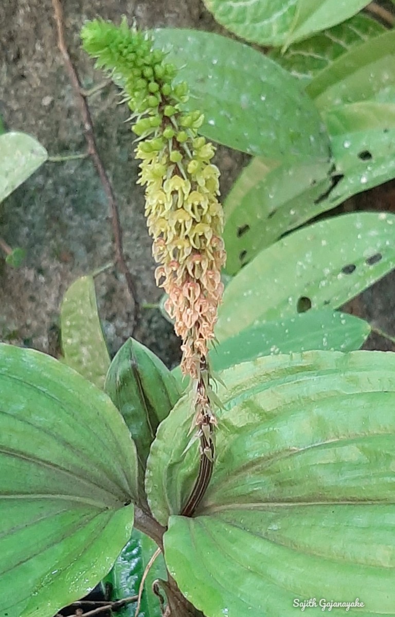 Crepidium versicolor (Lindl.) Sushil K.Singh, Agrawala & Jalal